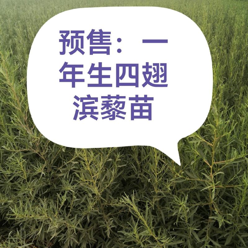 一年生四翅滨藜苗