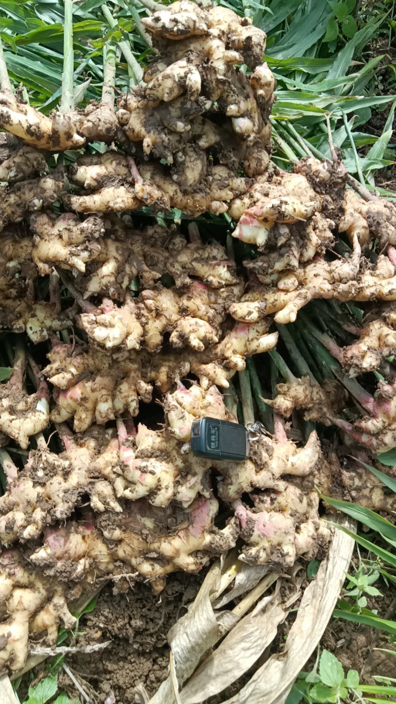 嫩芽姜，姜仔，新鲜生姜云南文山产地生姜上市了