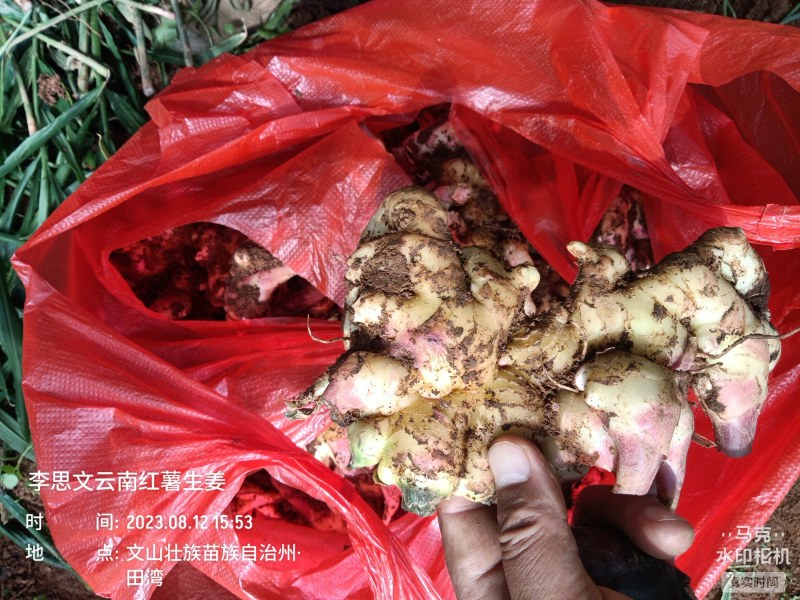 嫩芽姜，姜仔，新鲜生姜云南文山产地生姜上市了
