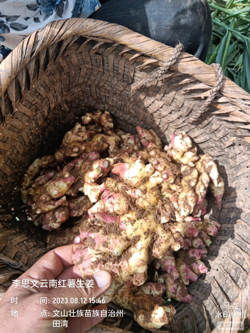 嫩芽姜，姜仔，新鲜生姜云南文山产地生姜上市了