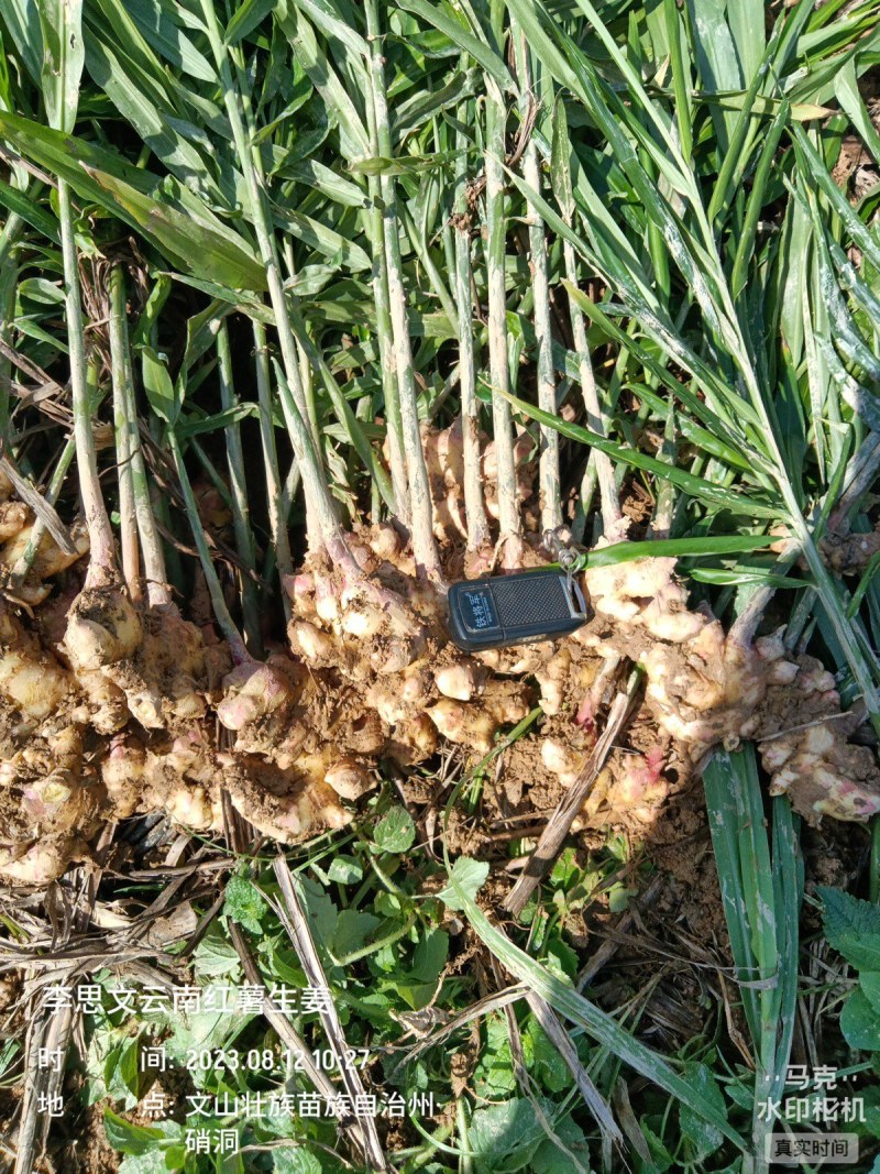 嫩芽姜，姜仔，新鲜生姜云南文山产地生姜上市了