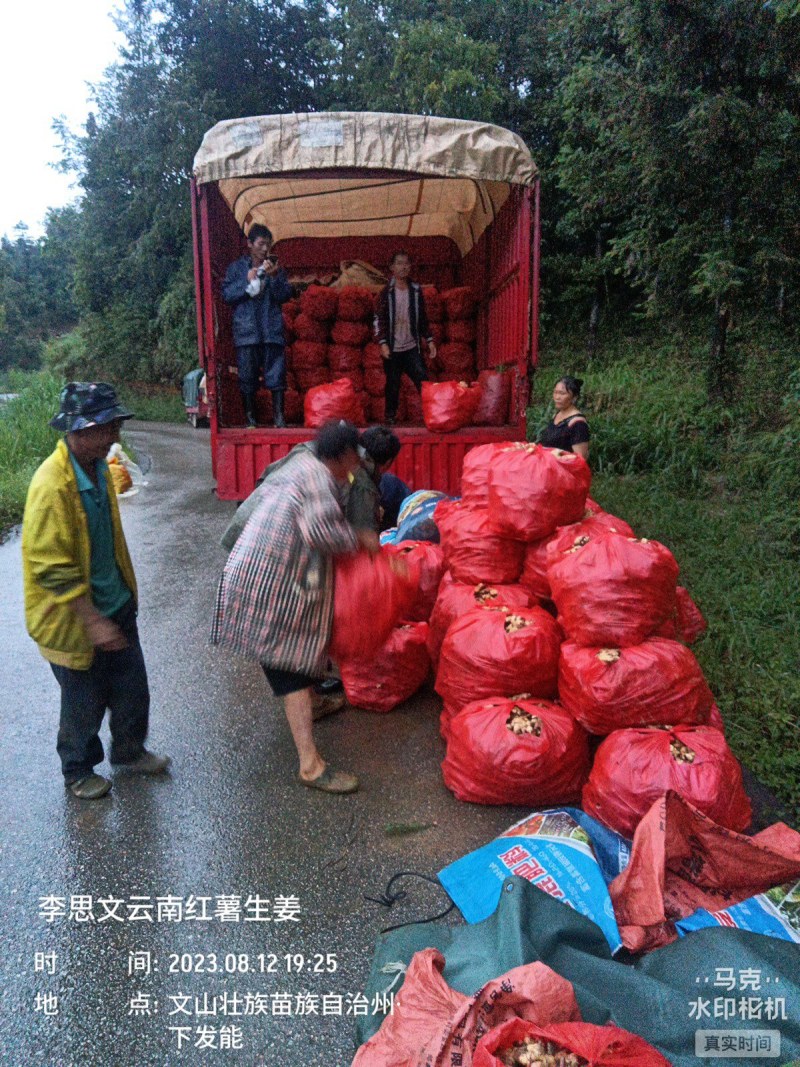嫩芽姜，姜仔，新鲜生姜云南文山产地生姜上市了