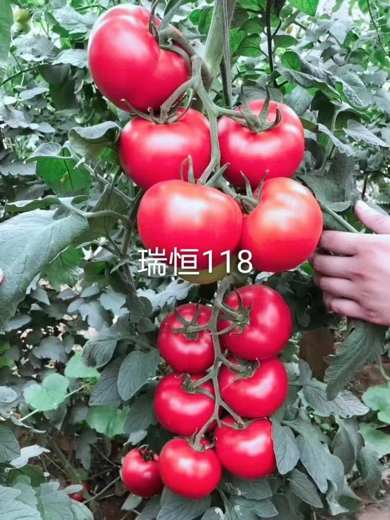 瑞恒118秋延越冬抗死棵西红柿种子苗子硬粉西红柿苗子