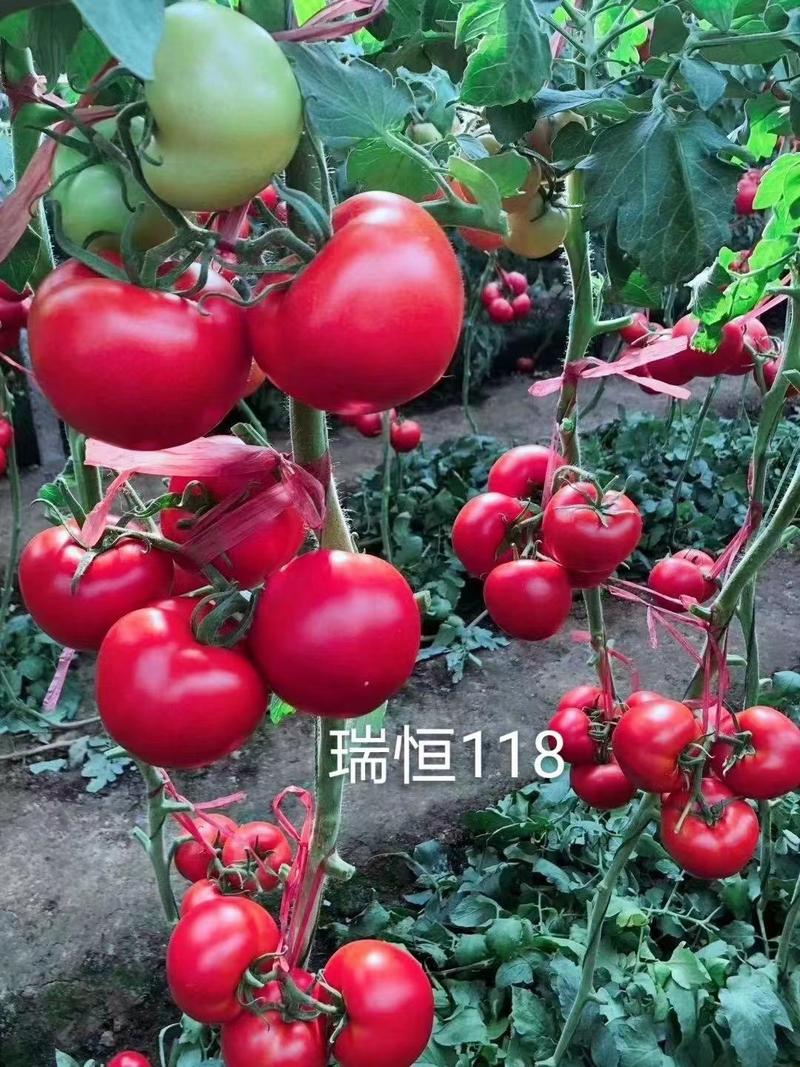 瑞恒118秋延越冬抗死棵西红柿种子苗子硬粉西红柿苗子