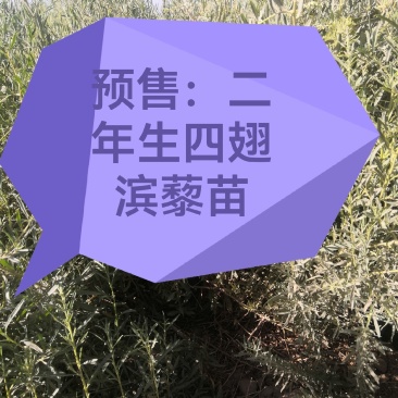 四翅滨藜苗