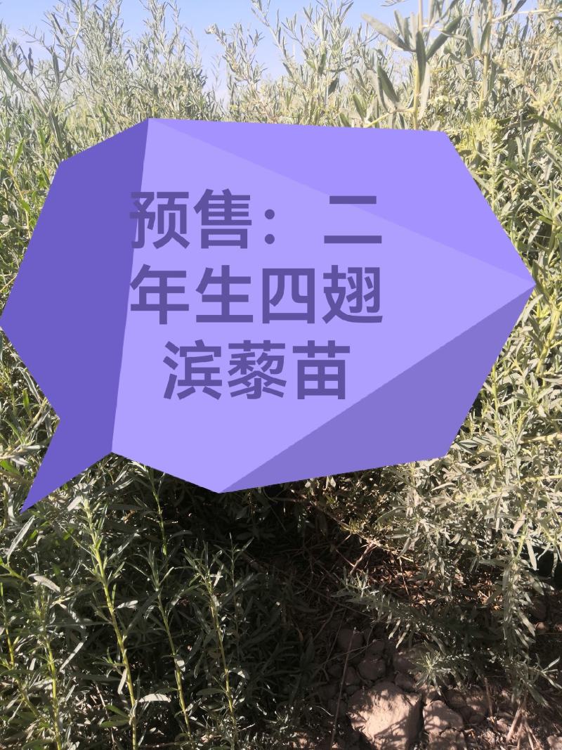 四翅滨藜苗
