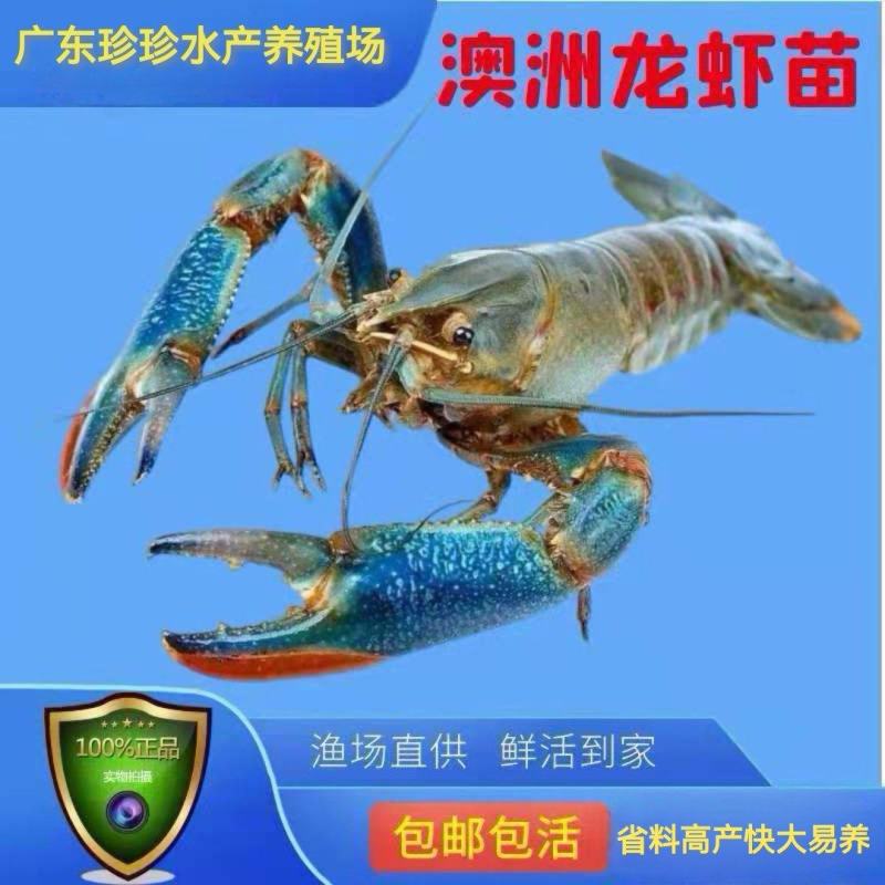 鱼场直供优良品种澚洲淡水小龙虾苗，支持全国发货