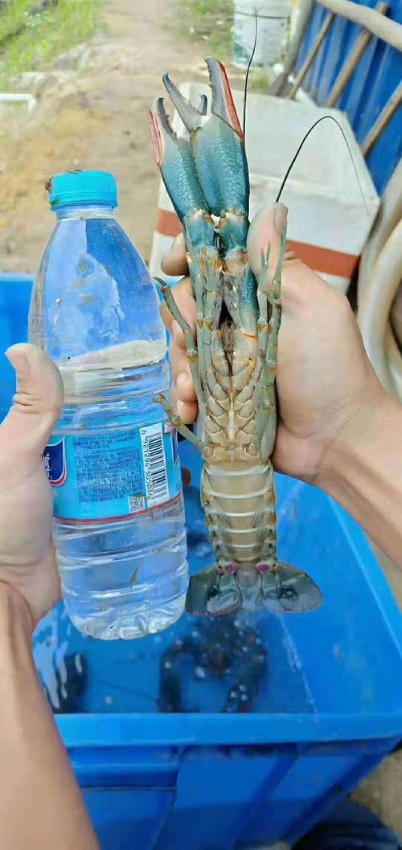 鱼场直供优良品种澚洲淡水小龙虾苗，支持全国发货