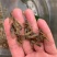 鱼场直供优良品种澚洲淡水小龙虾苗，支持全国发货