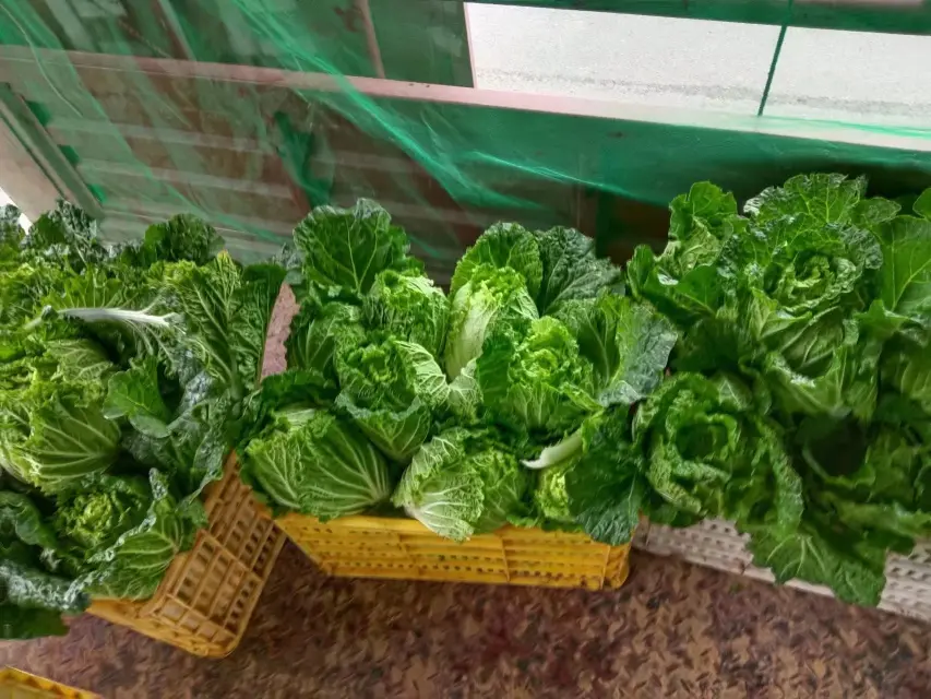 市场销售中的新鲜黄心白菜