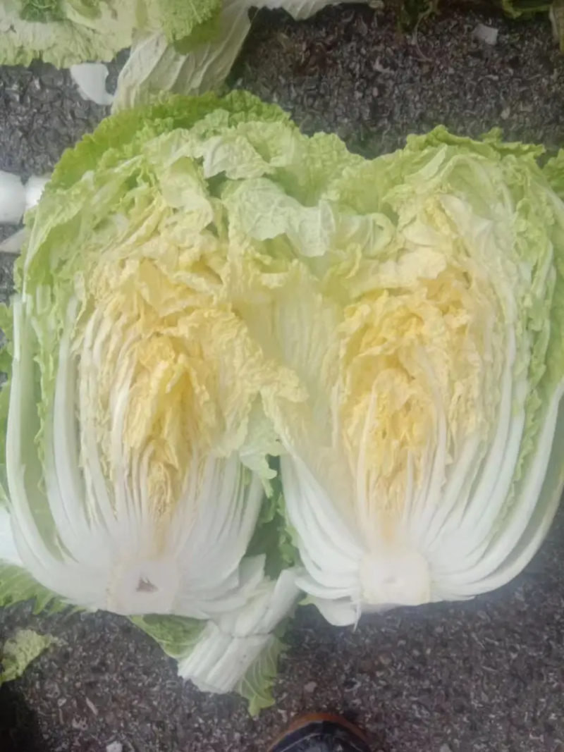 精品大白菜产地直发对接批商实力供货，质量包您满意