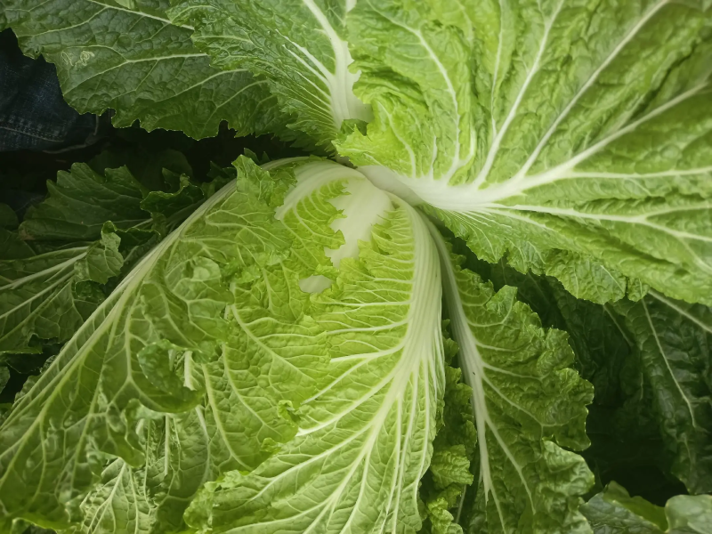 精品大白菜产地直发对接批商实力供货，质量包您满意