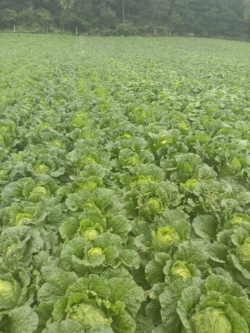精品大白菜产地直发对接批商实力供货，质量包您满意
