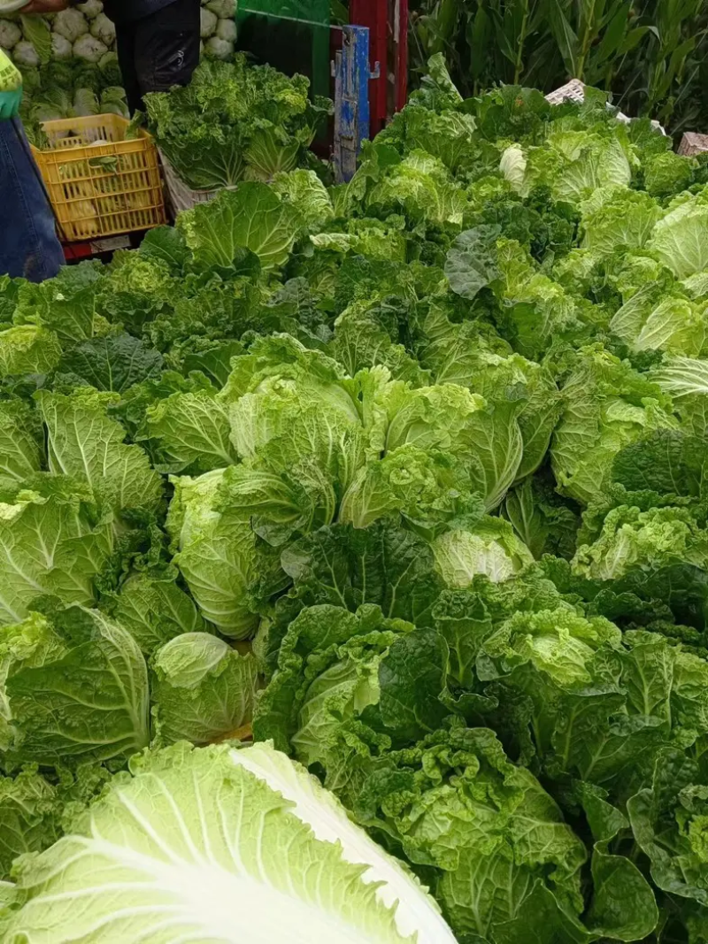 精品大白菜产地直发对接批商实力供货，质量包您满意