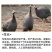 优质珍珠鸡活体鸡苗现货活苗半大珍珠鸡养殖场直销现货珍珠鸡