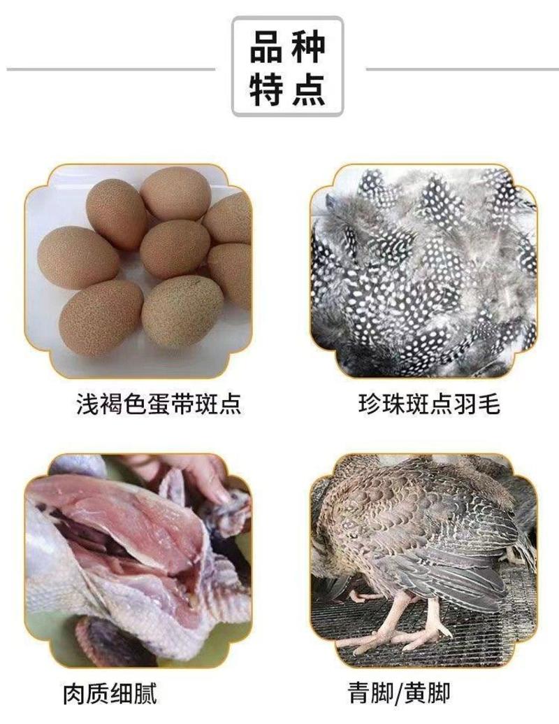 优质珍珠鸡活体鸡苗现货活苗半大珍珠鸡养殖场直销现货珍珠鸡