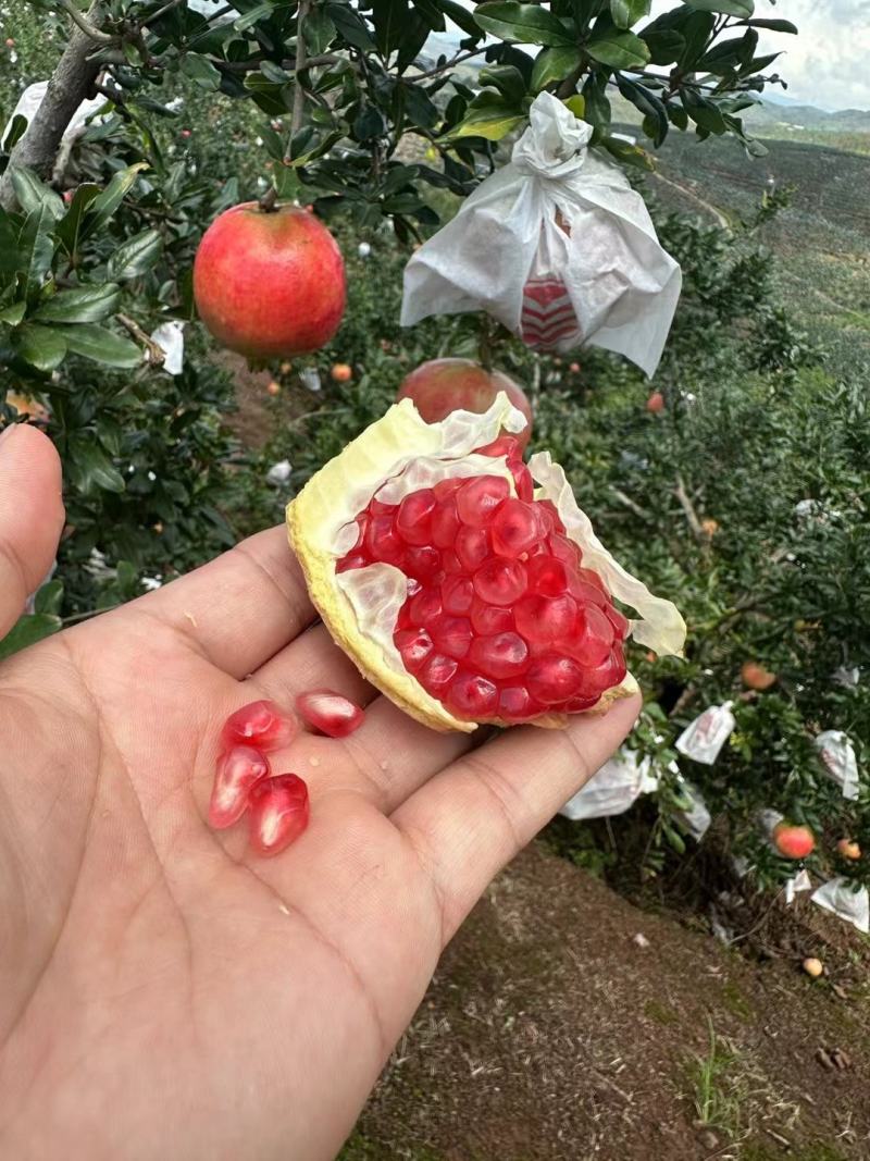 会理石榴