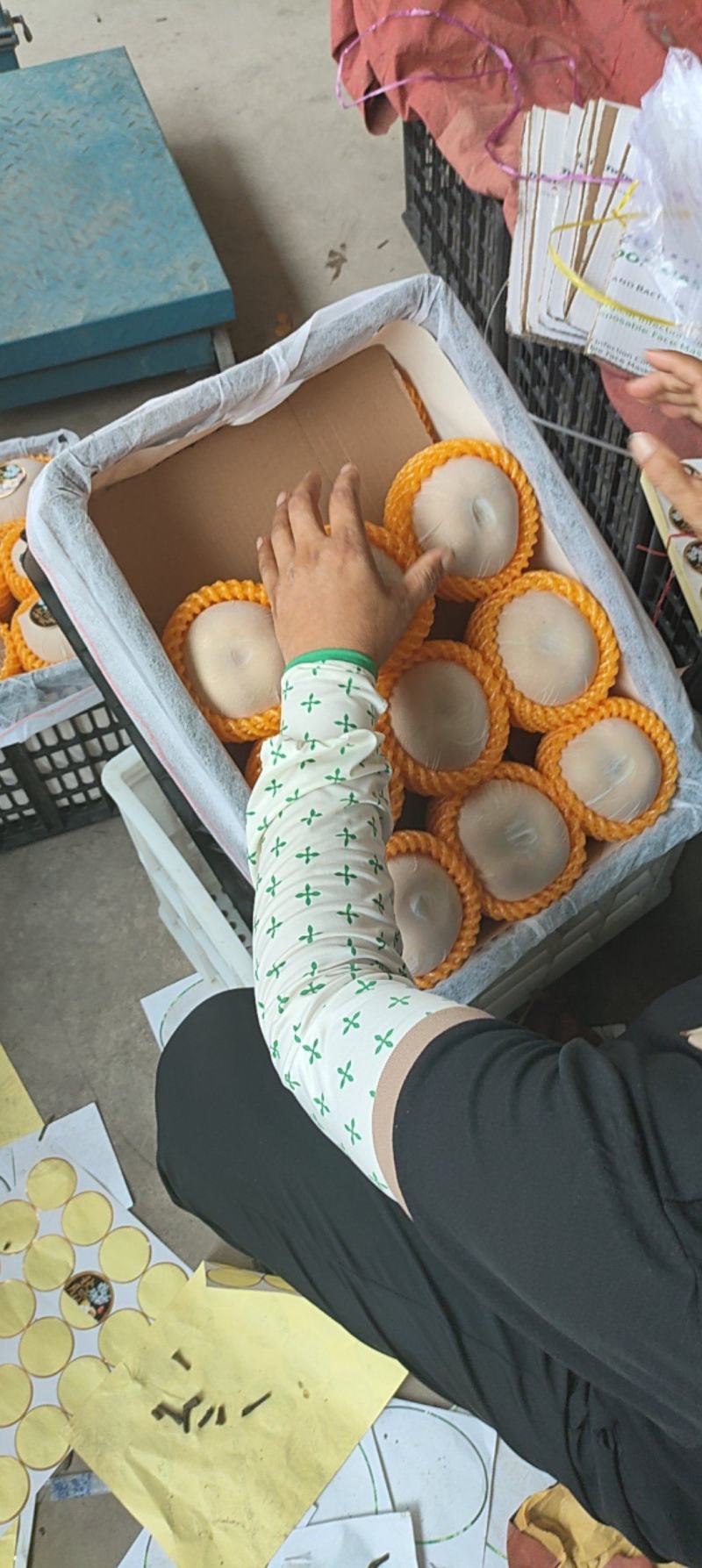秋月梨正在热卖中，本市场货多，保质保量，欢迎客户前来采购