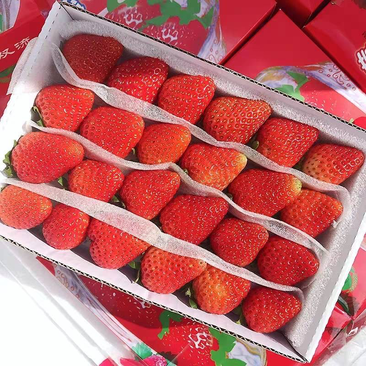 云南曲靖蒙特瑞草莓大量供应新鲜采摘对接全国客商可视频看货