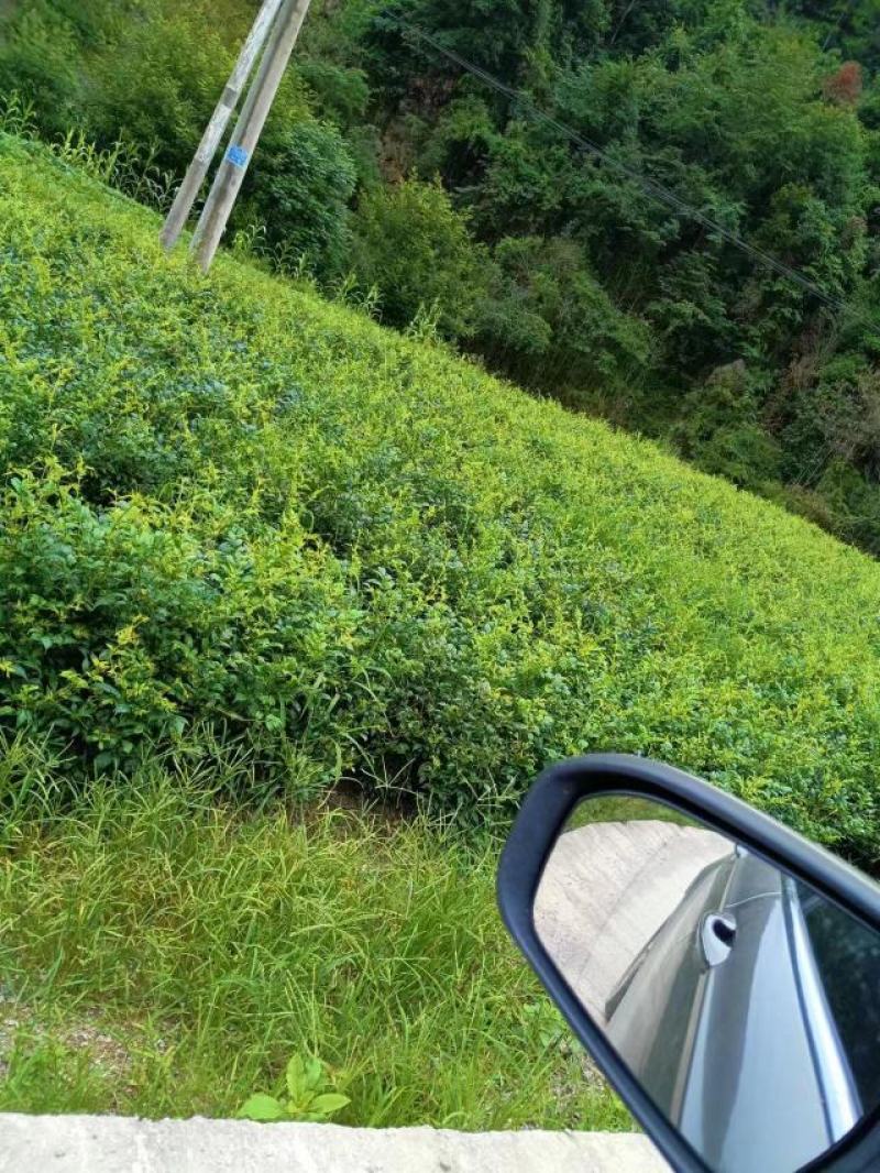 湖南省湘西莓茶，藤茶，一手货源，品质保证，量大从优，来电