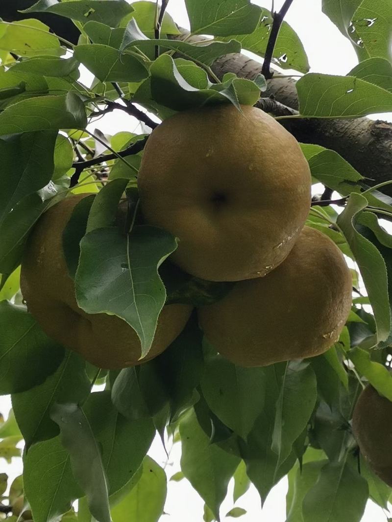 大美梨又名黄皮梨，货量大产地直发，欢迎前来订购