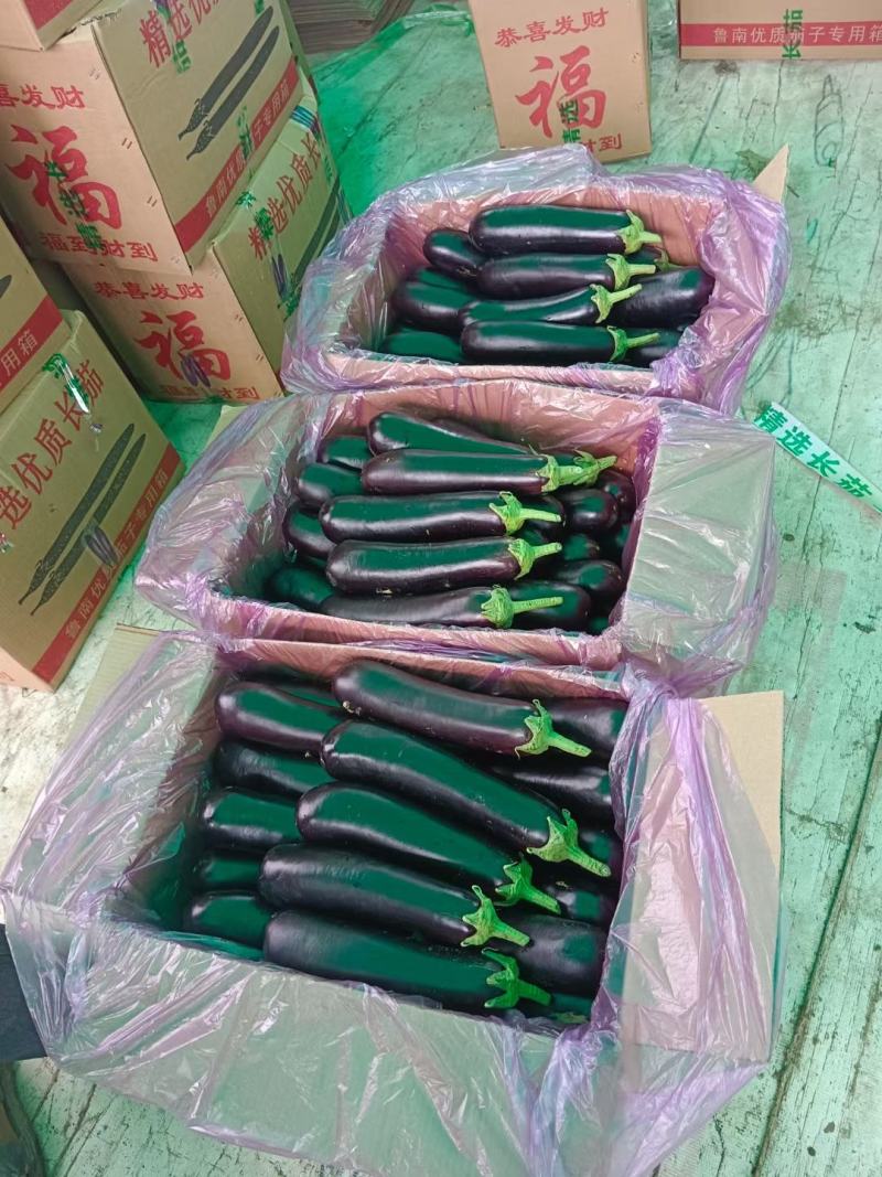 布莱迪绿把长茄量大优惠产地发货来电咨询