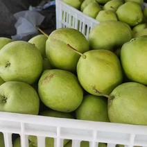 现摘酥梨现装车，一块一一斤，梨-酥梨，脆甜！原产地一手货源