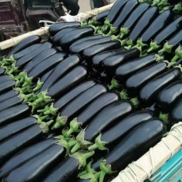 布莱迪绿把茄子山东茄子货源充足量大优惠产地发货