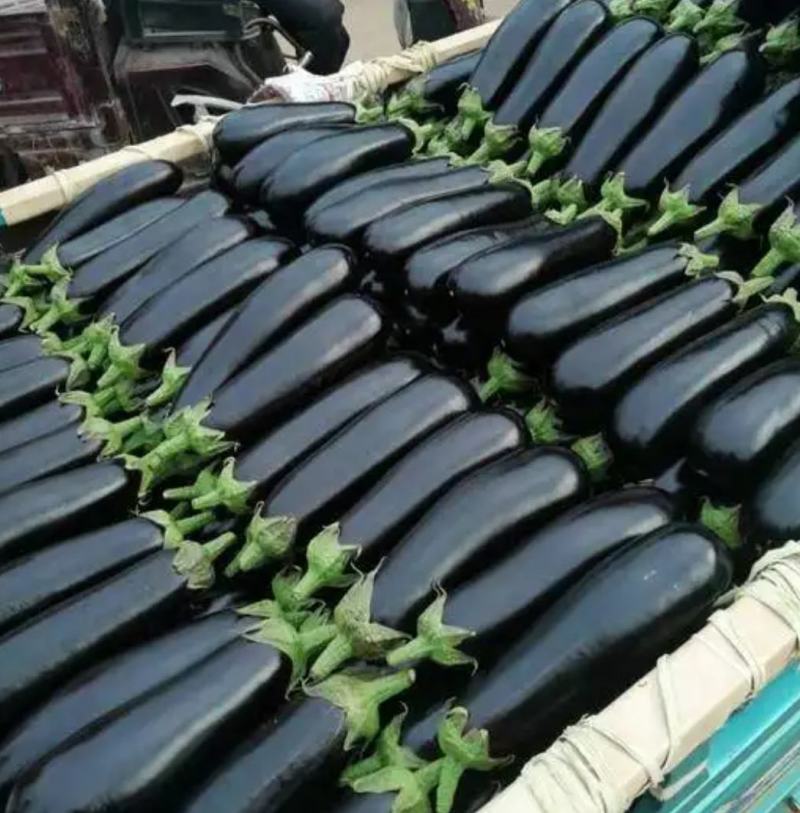 布莱迪绿把长茄货源充足量大从优对接全国客户