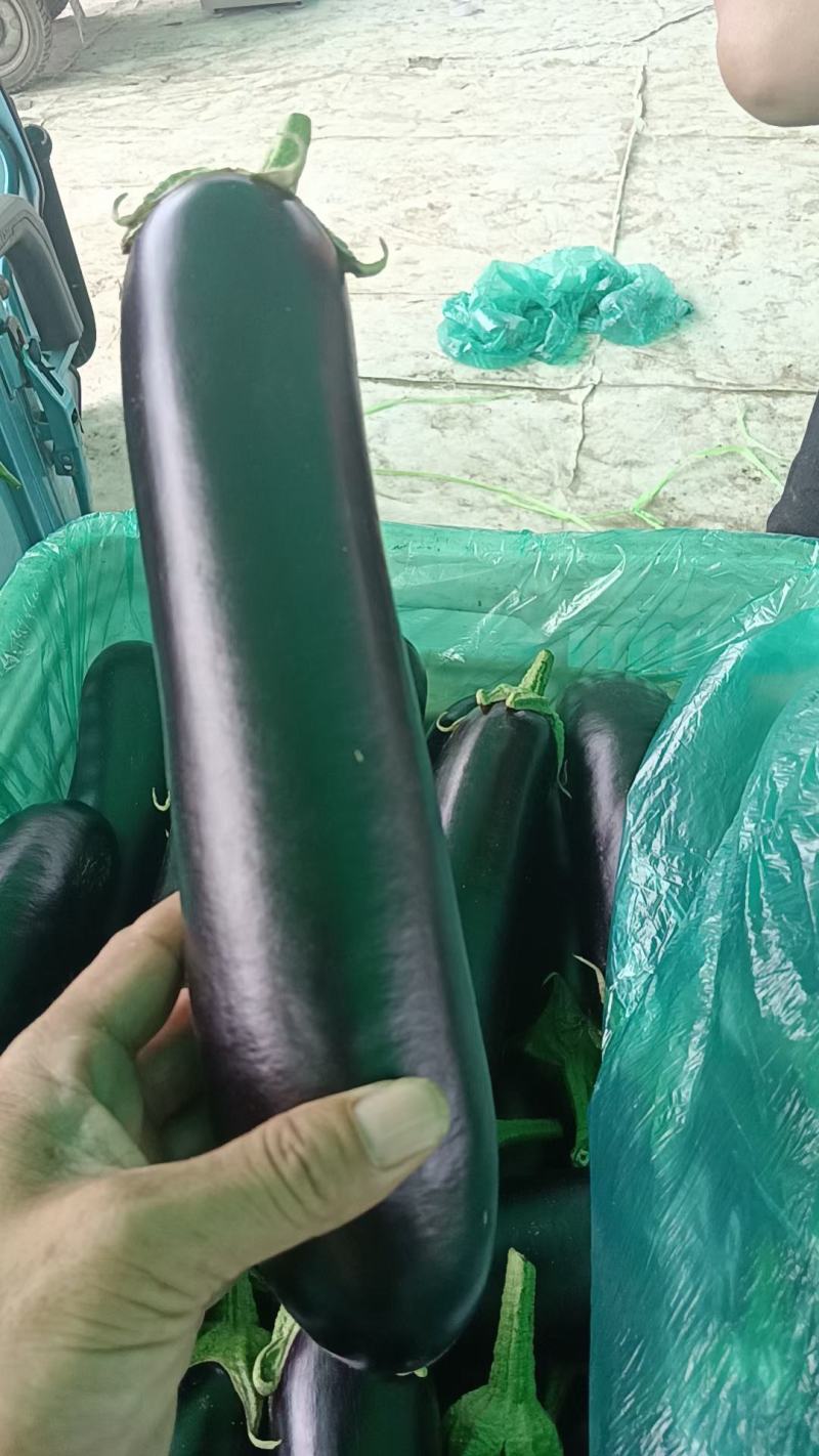 布莱迪绿把长茄
