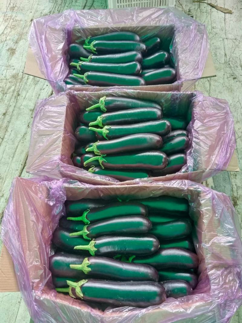 布莱迪绿把长茄