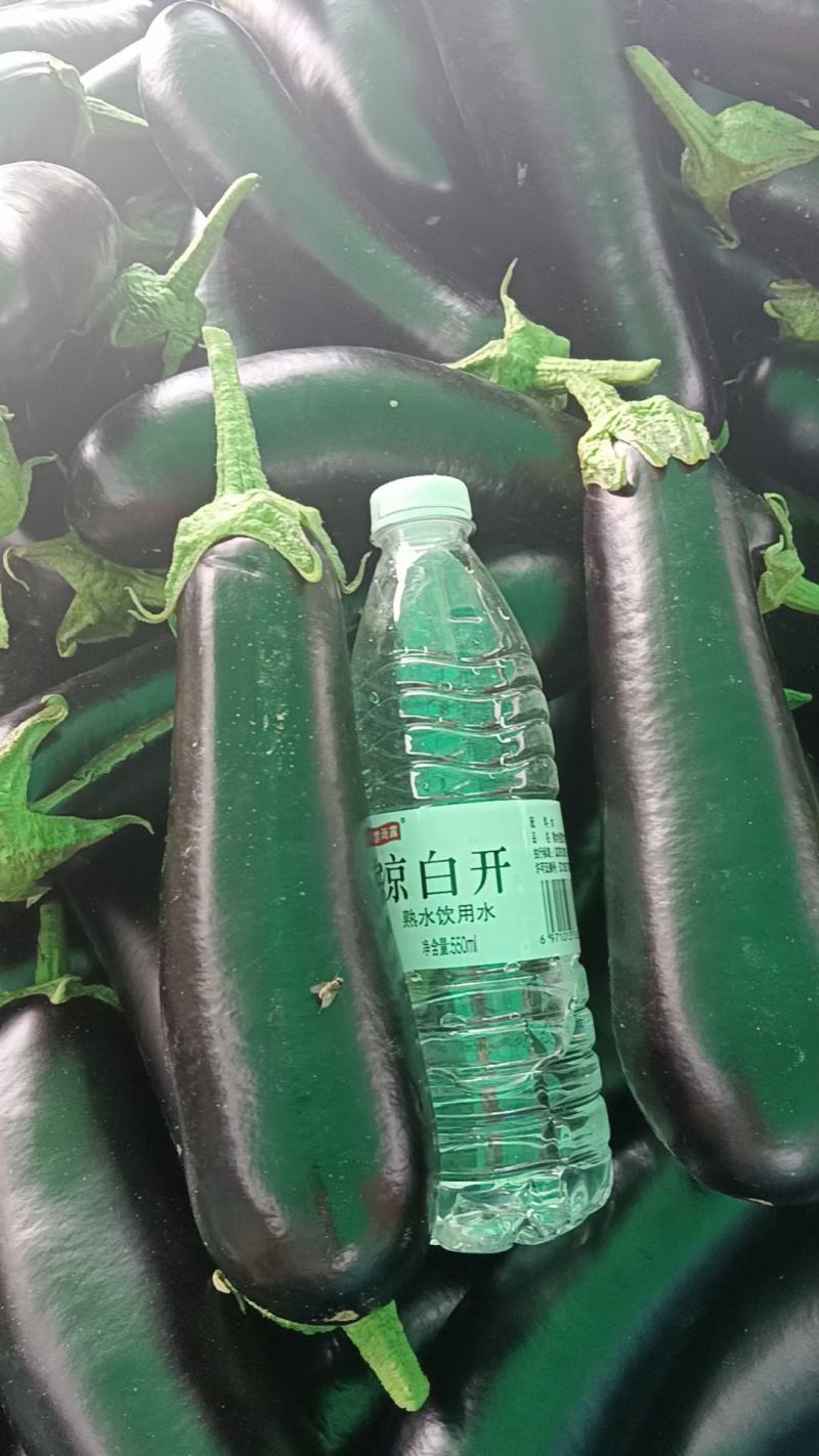 布莱迪绿把长茄