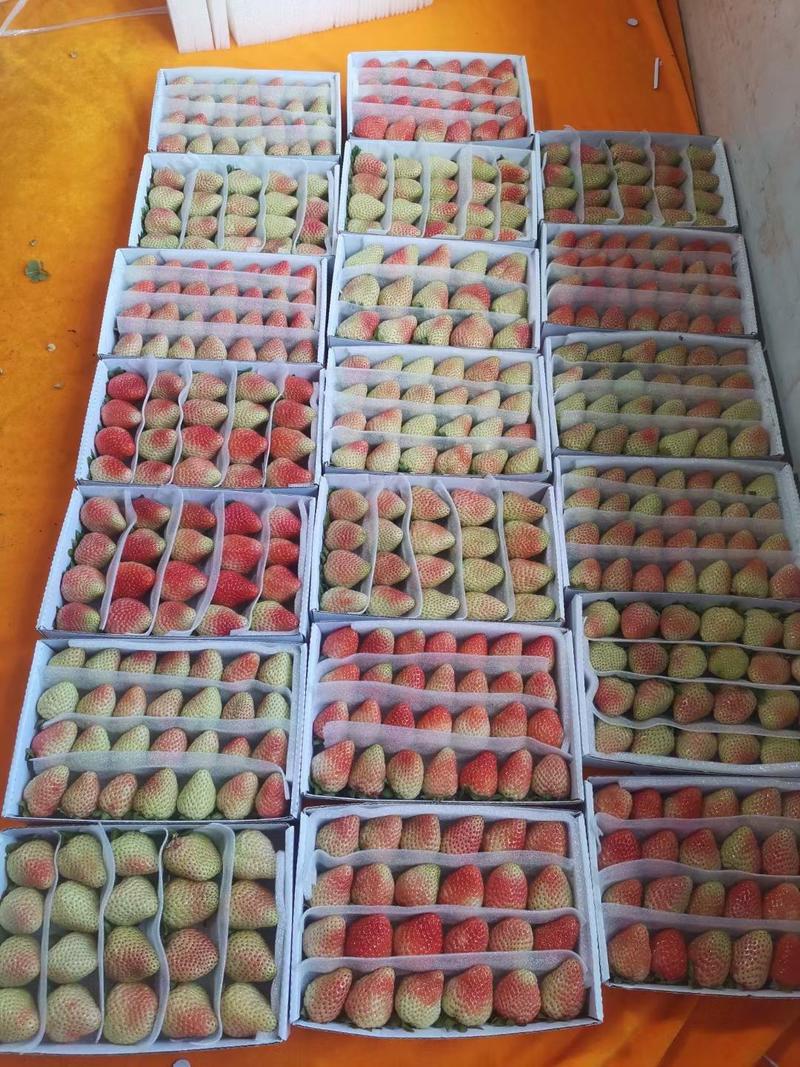 【产地直供】云南大棚四季草莓新鲜采摘可供烘焙超市电商市场