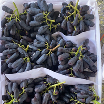 蓝宝石葡萄，陕西蓝宝石葡萄价格，黑宝石葡萄产地