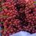 精品-红宝石葡萄-一手货源-质量保障-量大从优-全国供应