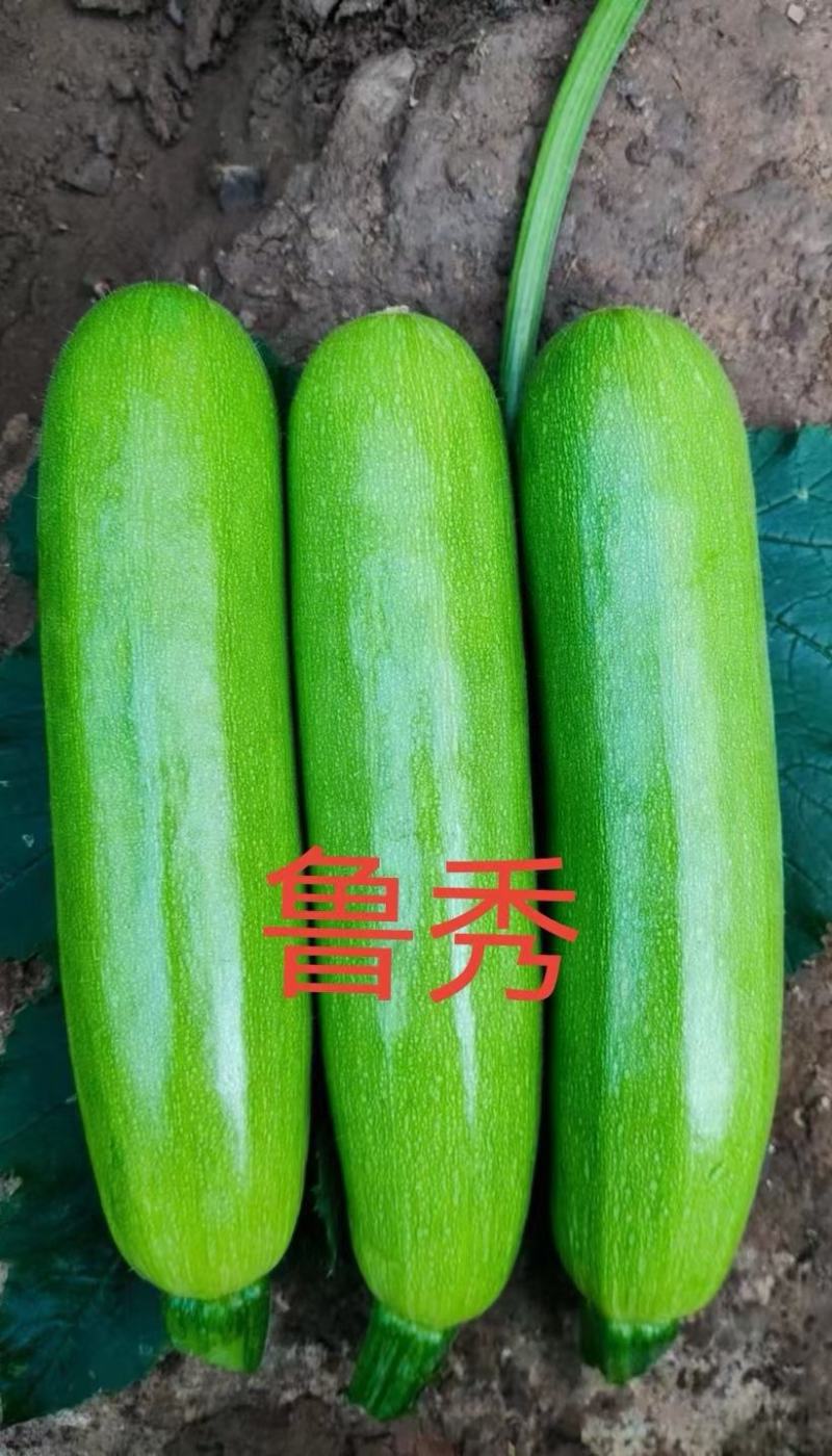 绿皮西葫芦种子鲁秀翠绿色抗病毒抗白粉早春秋延越冬