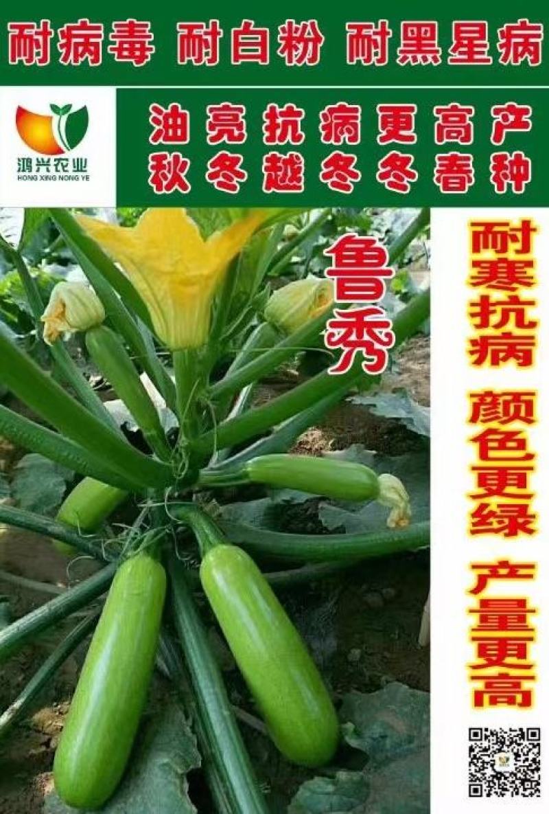 绿皮西葫芦种子鲁秀翠绿色抗病毒抗白粉早春秋延越冬