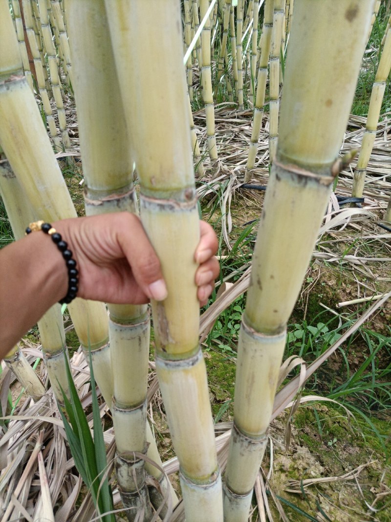 黄金甘蔗，一手货源，产地直供，自家种植，货源充足