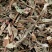 败酱草北败酱货好干净过0.2筛新货产地直销一手货源