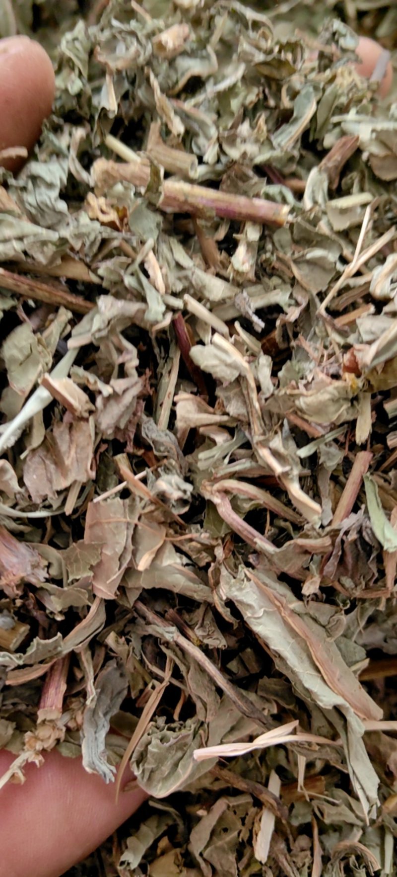 败酱草北败酱货好干净过0.2筛新货产地直销一手货源