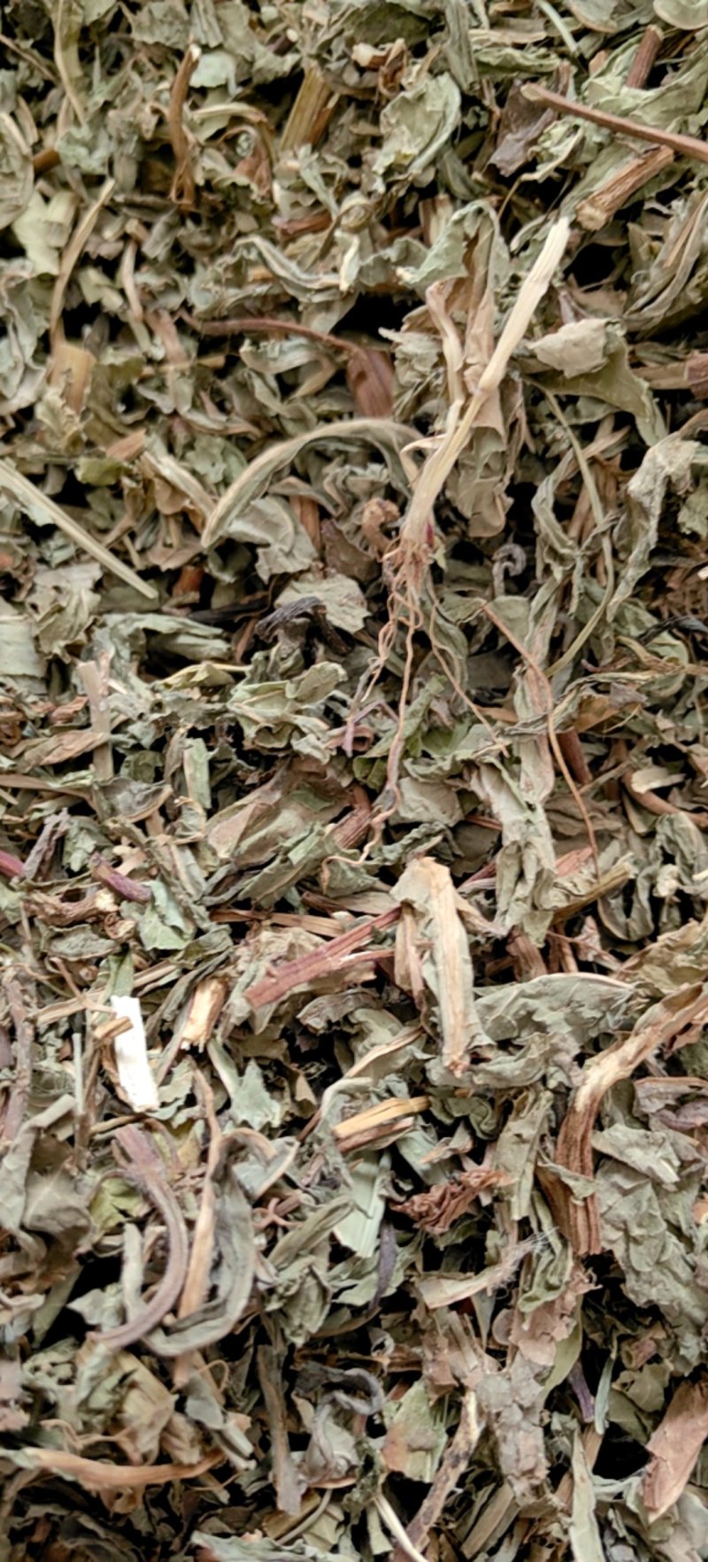 败酱草北败酱货好干净过0.2筛新货产地直销一手货源
