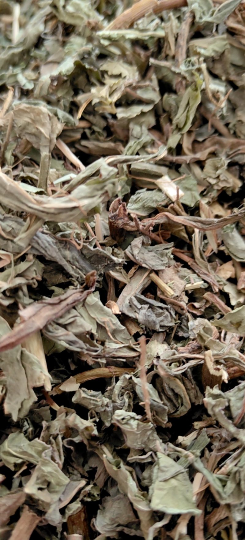 败酱草北败酱货好干净过0.2筛新货产地直销一手货源