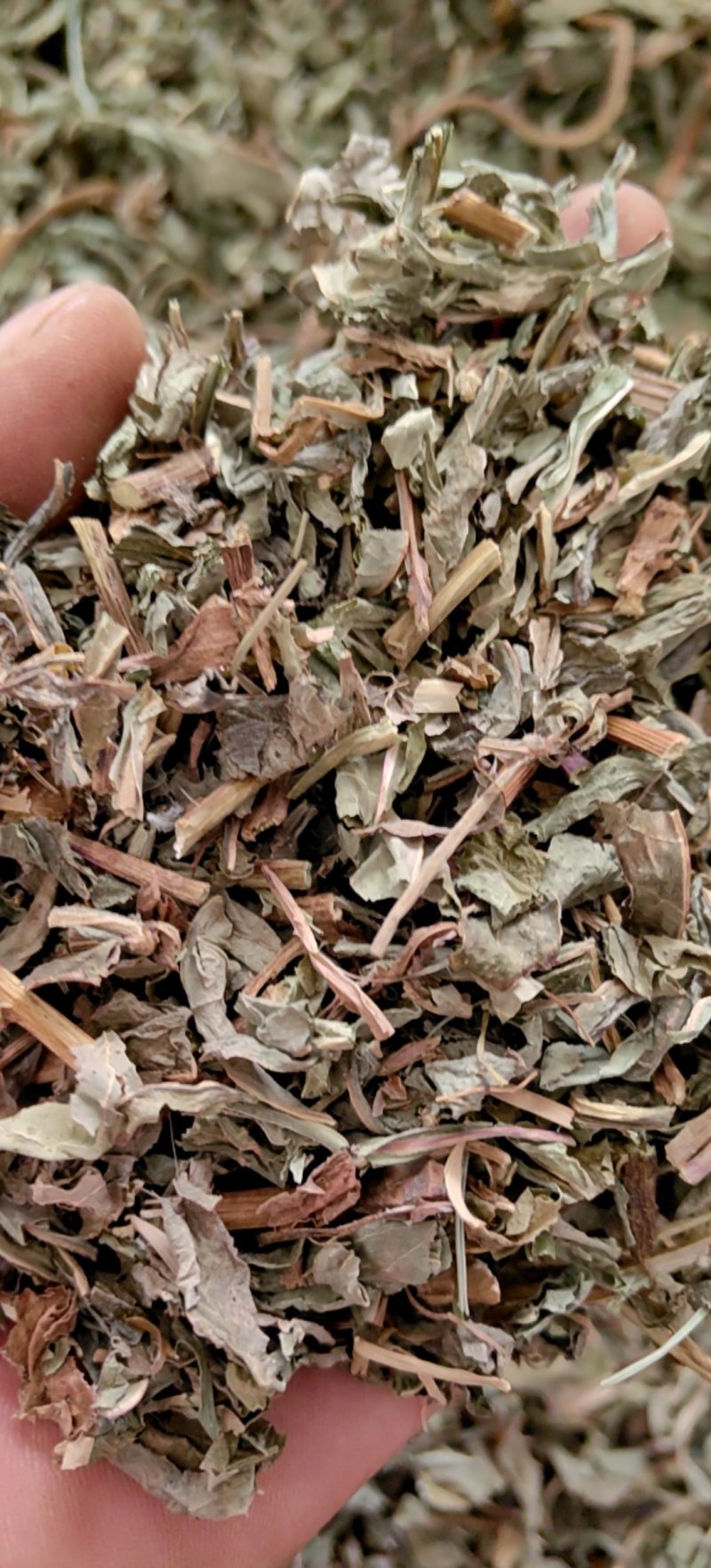 败酱草北败酱货好干净过0.2筛新货产地直销一手货源