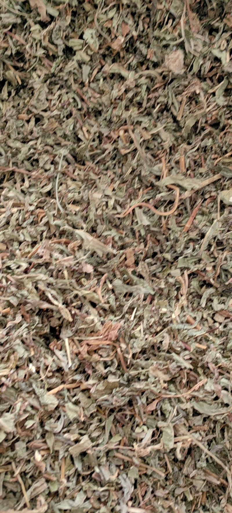 败酱草北败酱货好干净过0.2筛新货产地直销一手货源