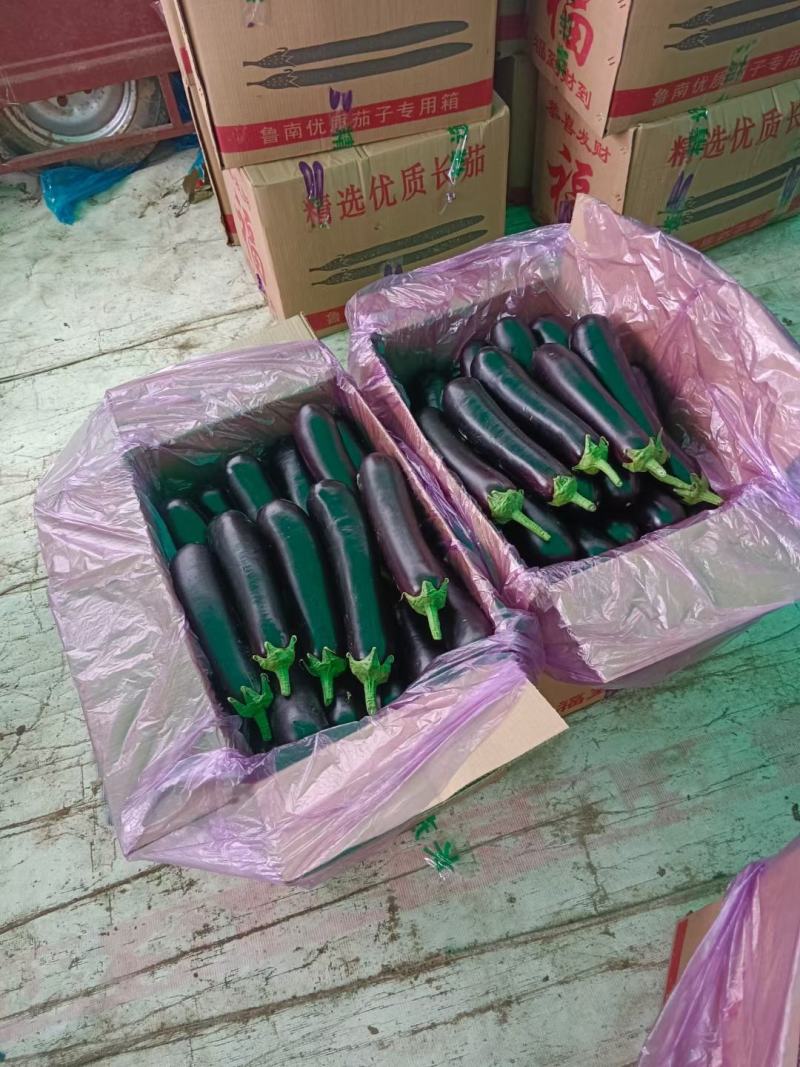 布莱迪绿把长茄量大从优发货全国保证质量