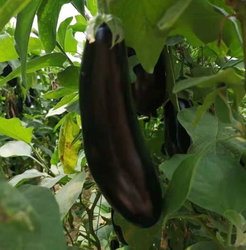 布莱迪绿把长茄量大从优发货全国保证质量