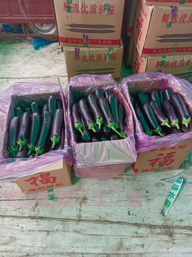 布莱迪绿把长茄量大从优发货全国保证质量