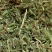 伸筋草常年大货批发产地直发一手货源规格有货标准化加工