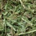 伸筋草常年大货批发产地直发一手货源规格有货标准化加工