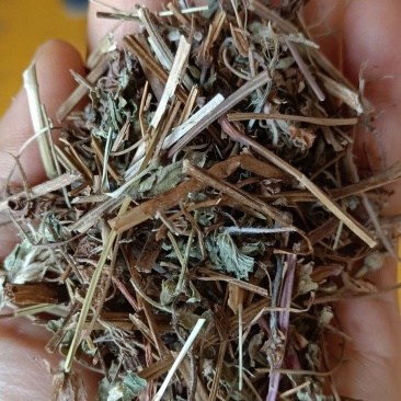 老鹳草
